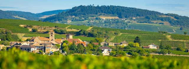  Chardonnay