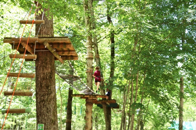  Escalada de árboles 