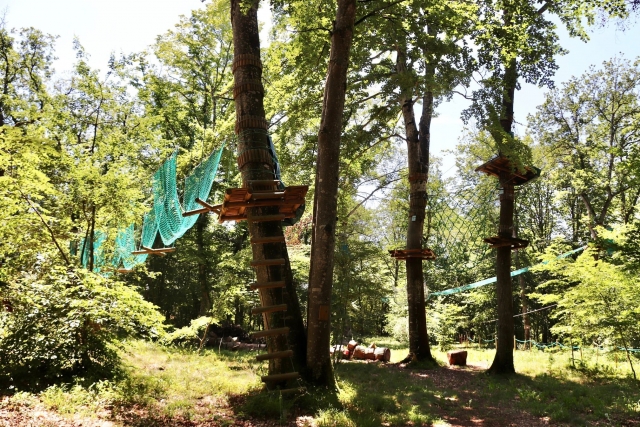  Curso de escalada de árboles 