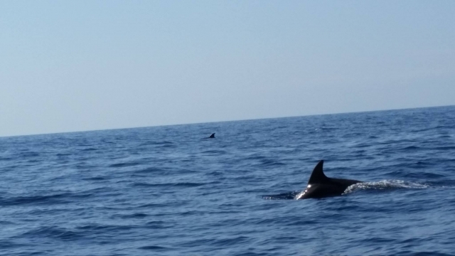  Delfines en el Mediterráneo 