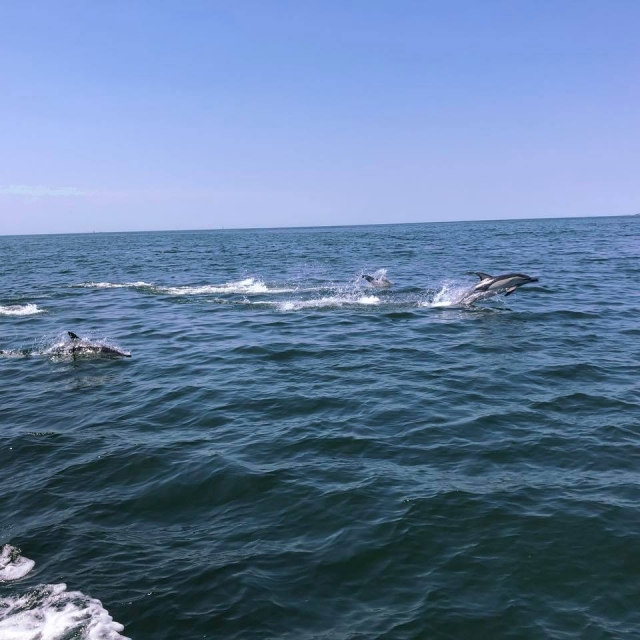  Avistamiento de delfines gracias a nuestro barco de renta 