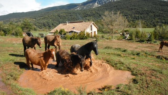  Caballos que se relajan en el prado 
