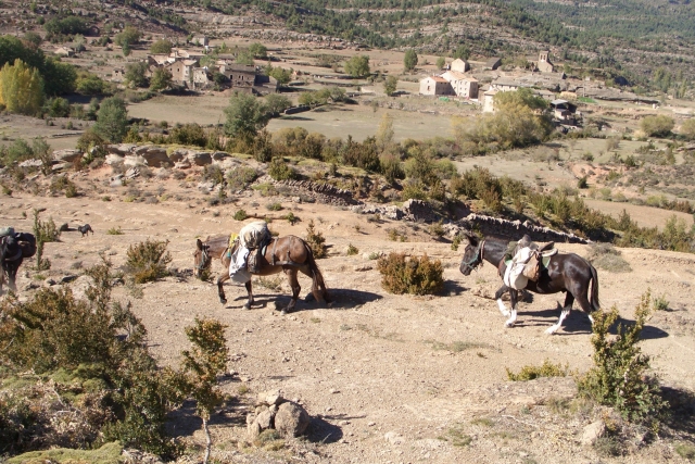  Mulas de carga 