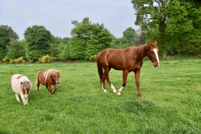 Caballo y ponis en el prado 