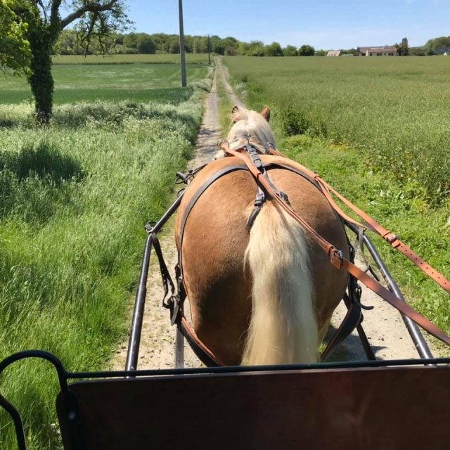  Paseo a caballo en carruaje 
