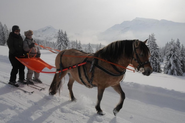  Trineos tirados por caballos 
