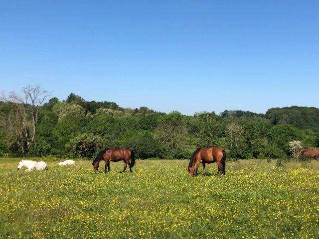  Caballos en la pradera 