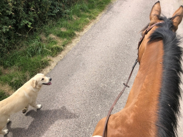  Paseo a caballo acompañado 