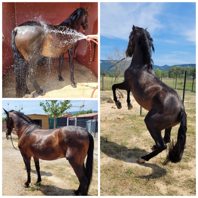  Sesión de limpieza para nuestro caballo 