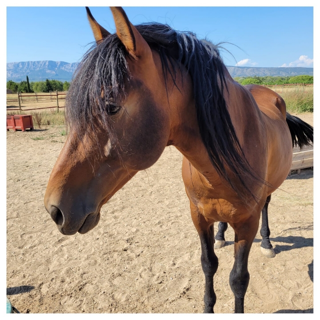  El caballo en nuestro centro de animales 