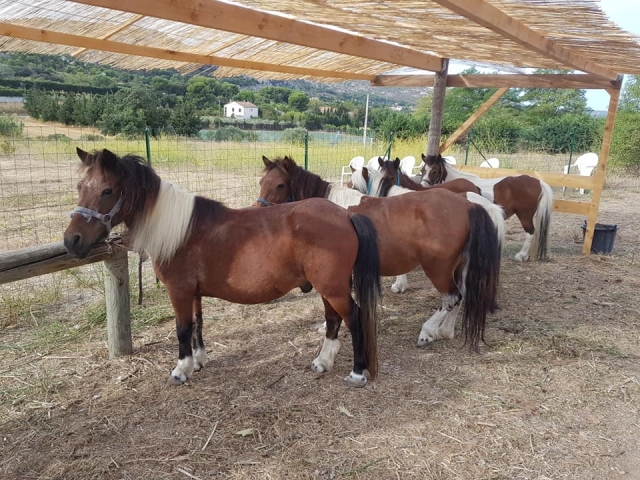  Los ponis esperan a sus jinetes 