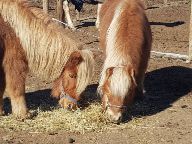  Ponis en el prado 
