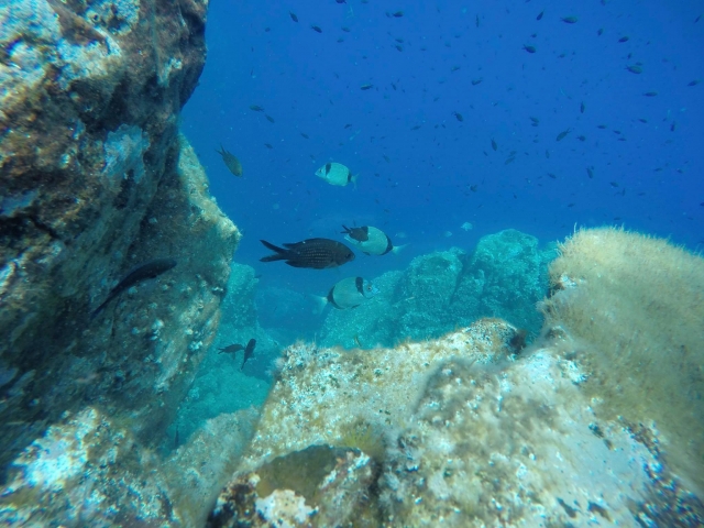  Hacer snorkel en Cargèse 
