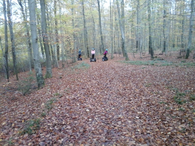 Paseo por el bosque cerca de Reichshoffen 