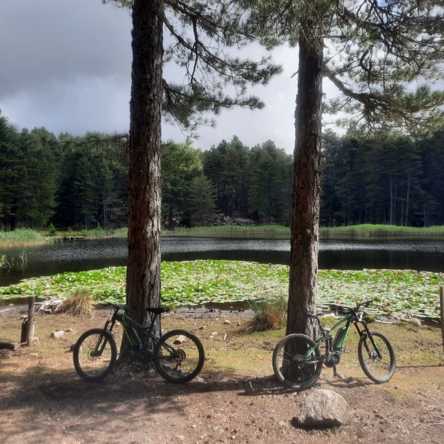 Bicicleta colocada en los árboles 