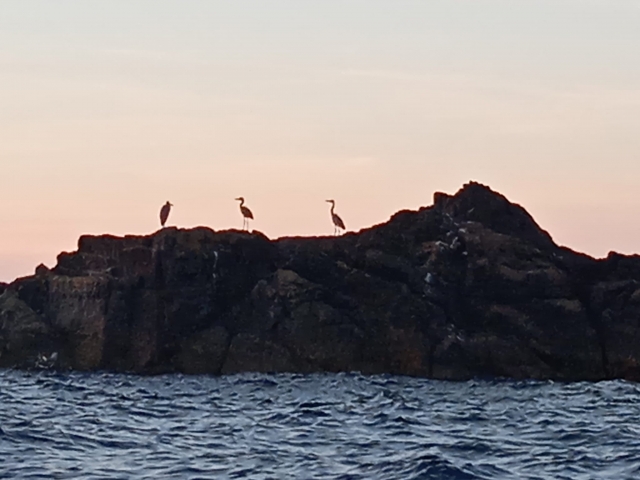  ¡Nuevos habitantes! 