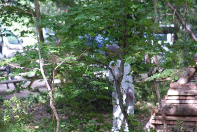 Escondido entre los árboles