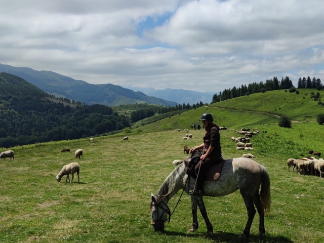  Poca hambre de caballo 