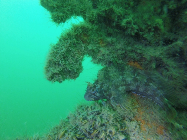  Bellos peces en las rocas 