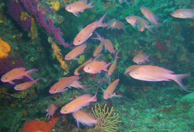  Banco de peces de colores en los corales 