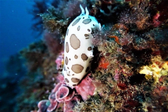  Especies marinas del Mediterráneo. 