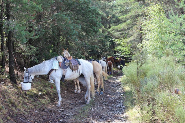  Breve escapada para los caballos 