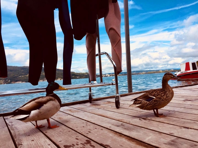  ¡Visitantes en el pontón! 