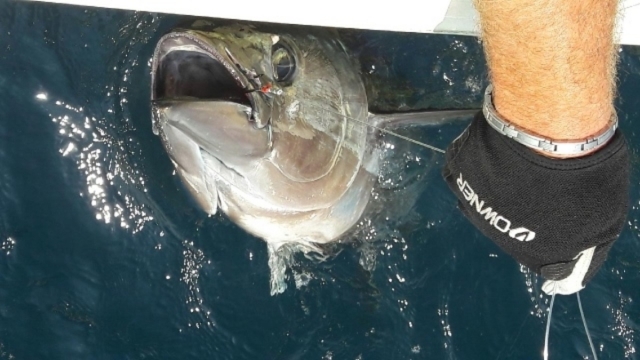  Pesca del atún 