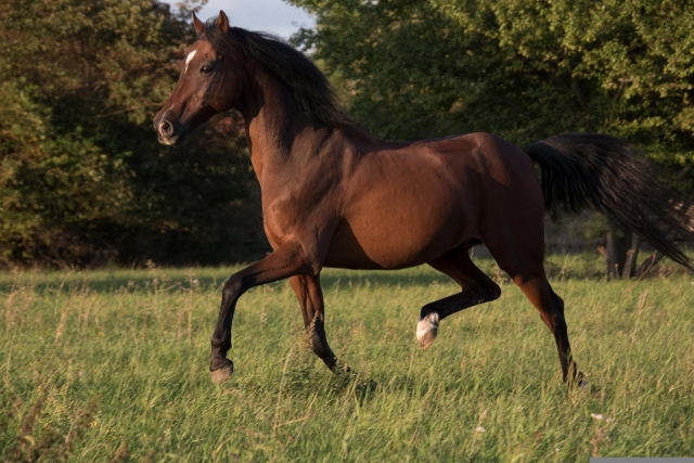  Magníficos caballos 