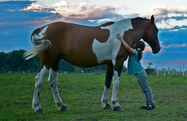 Contacto directo con el caballo 