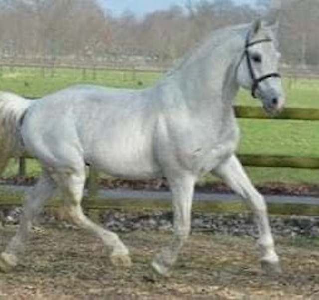  Un hermoso caballo blanco. 