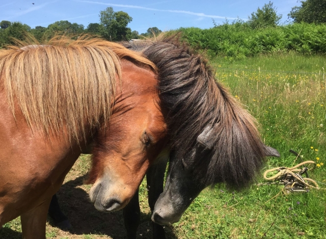  Magníficos caballos islandeses 