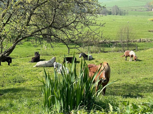  Descanso en las verdes praderas para los ponis 