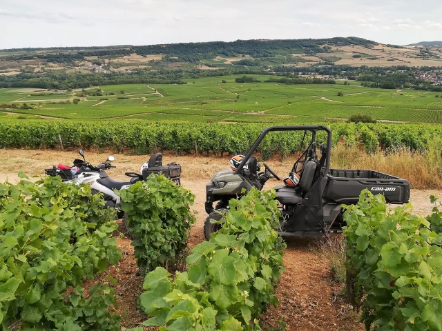  Descubrimiento de los viñedos 