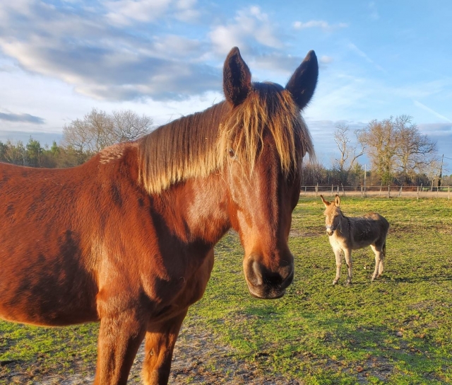  Magníficos caballos 