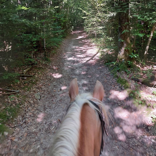  Paseo por el bosque de Chartreux 