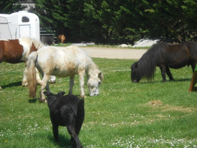  Nuestros lindos ponis