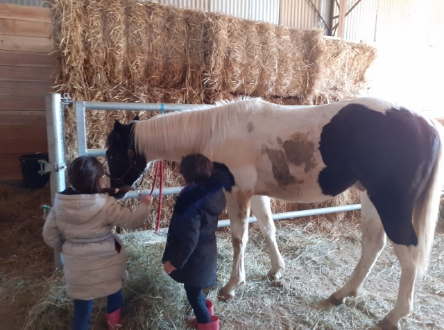  A los niños les encanta pasar tiempo con nuestros caballos 