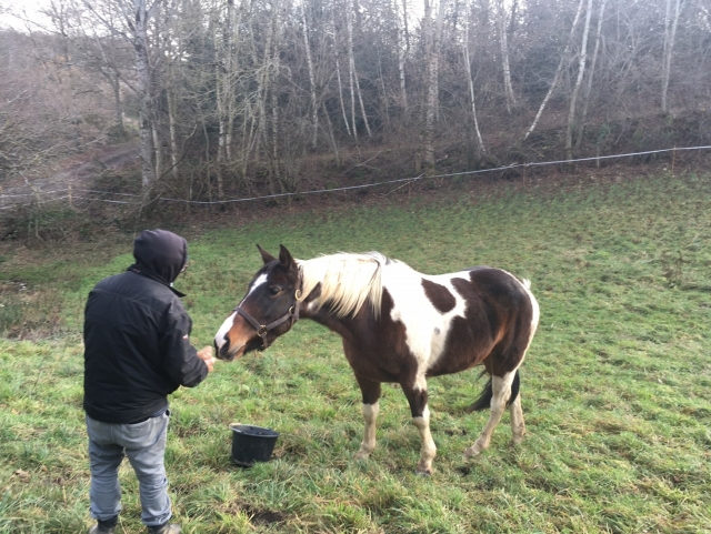  Breve descanso para alimentar a los caballos 