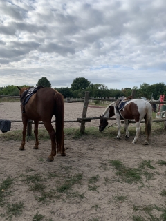 res_o-42233-randonnees-equestres_de_renaud-leonie_img-4139_17558930935142.jpeg