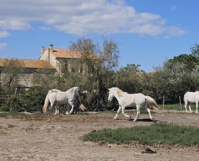  Caballos típicos de Camarga 