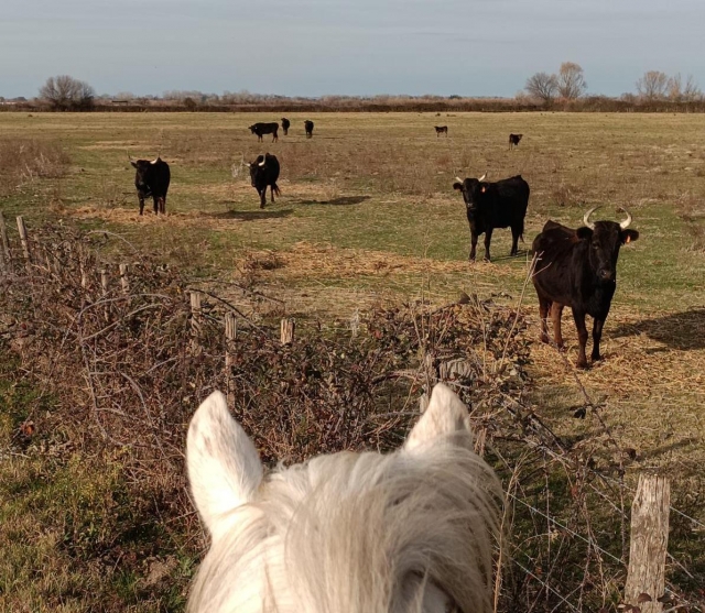  Descubrimiento de los toros de Camarga