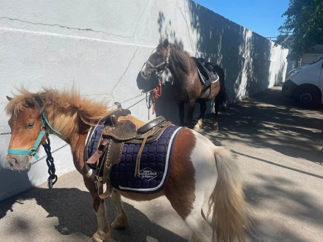  Los simpáticos ponis listos para salir a pasear 