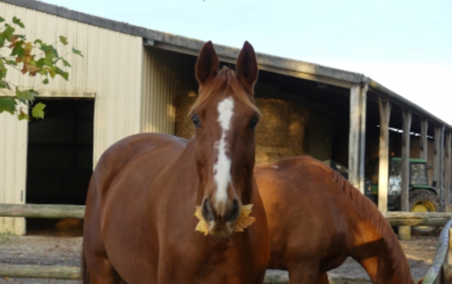  Los caballos comen y descansan 