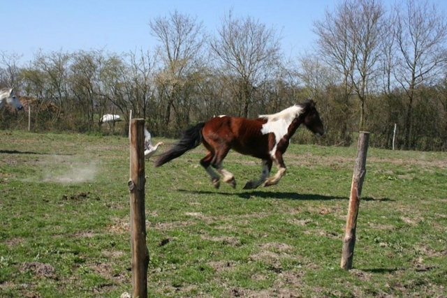 Nuestros caballos se divierten en Sarthe 