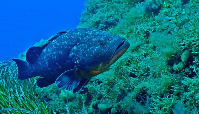  La fauna y la flora submarinas del Mar Mediterráneo 