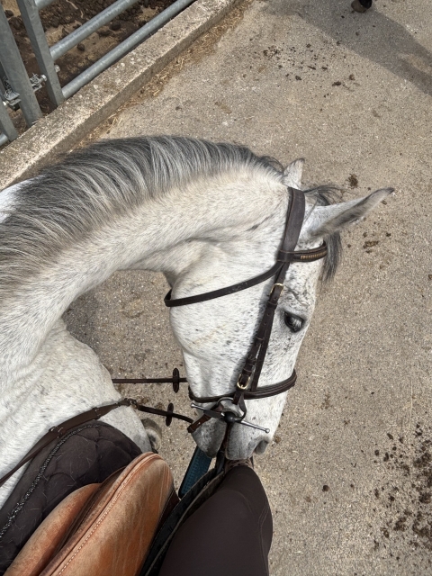 Opinión de MÉGUIN sobre Paseo a caballo en Coincy - 1 hora