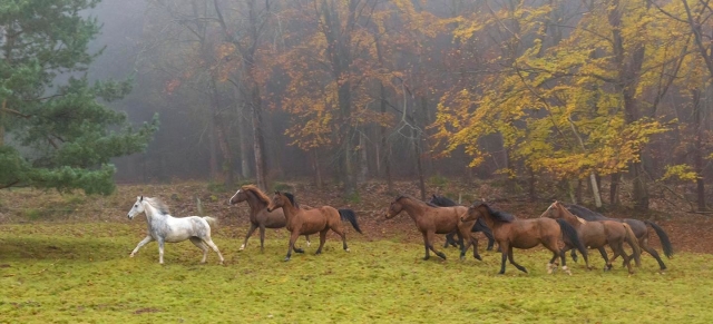  Los caballos al viento 
