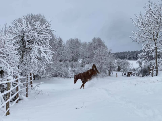  Uno de nuestros caballos divirtiéndose en la nieve 