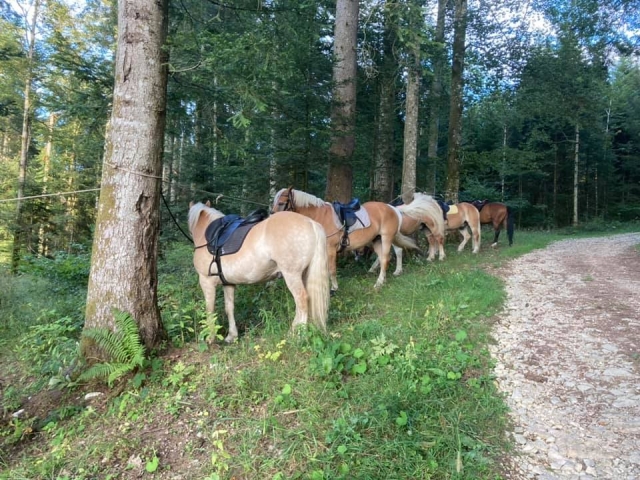  Pequeño descanso para nuestros caballos duranle el paseo a caballo 